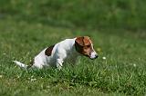 JACK RUSSEL 088